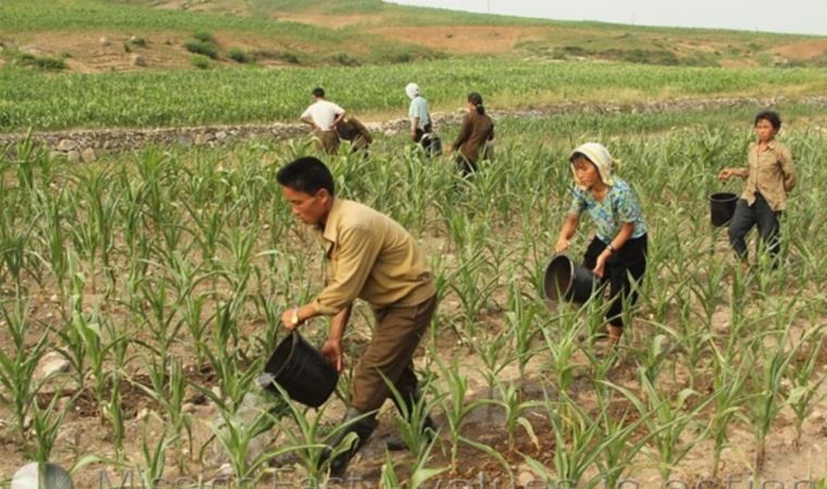 Üç ülke 'Kuzey Koreli işçilerin yasaklanması' çağrısında bulundu