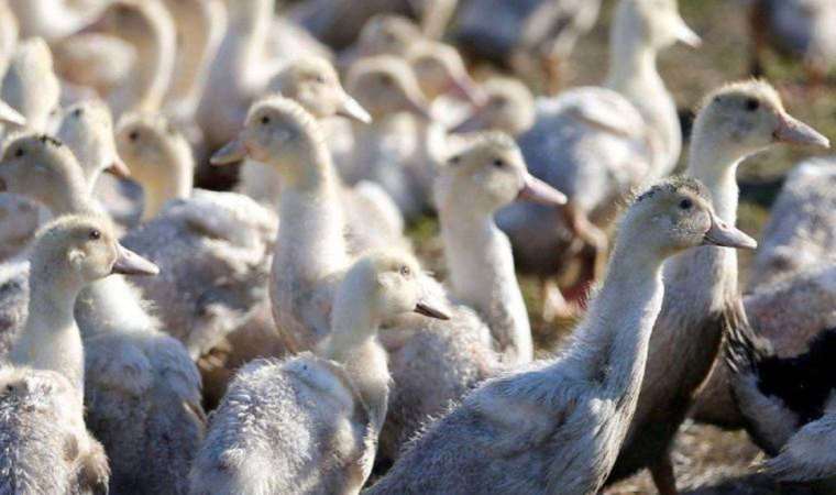 Bilim insanları vücutta kuş gribine karşı etkili bir savunma sistemi keşfetti