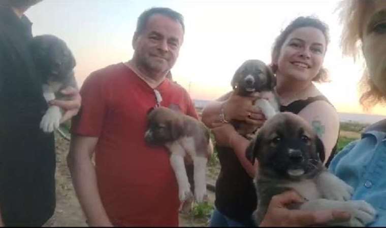 Av tüfeğiyle öldürülen köpeğin 4 yavrusu bulundu