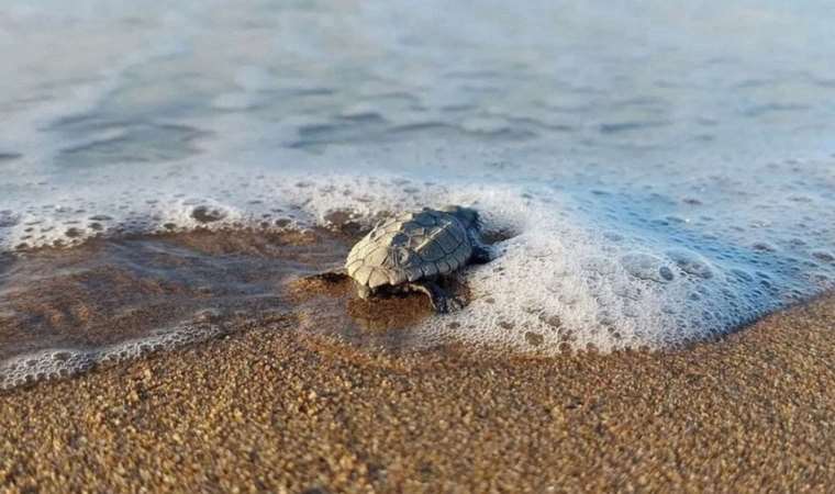 İztuzu sahilindeki caretta caretta yuvalarının sayısı 700'e ulaştı