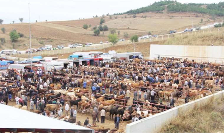 Kastamonu şap hastalığı alarmı... Canlı hayvan pazarı kapatıldı!