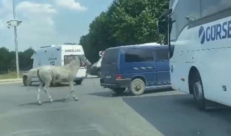 Eskişehir'de aracın arkasına at bağlayan sürücü hakkında yeni gelişme