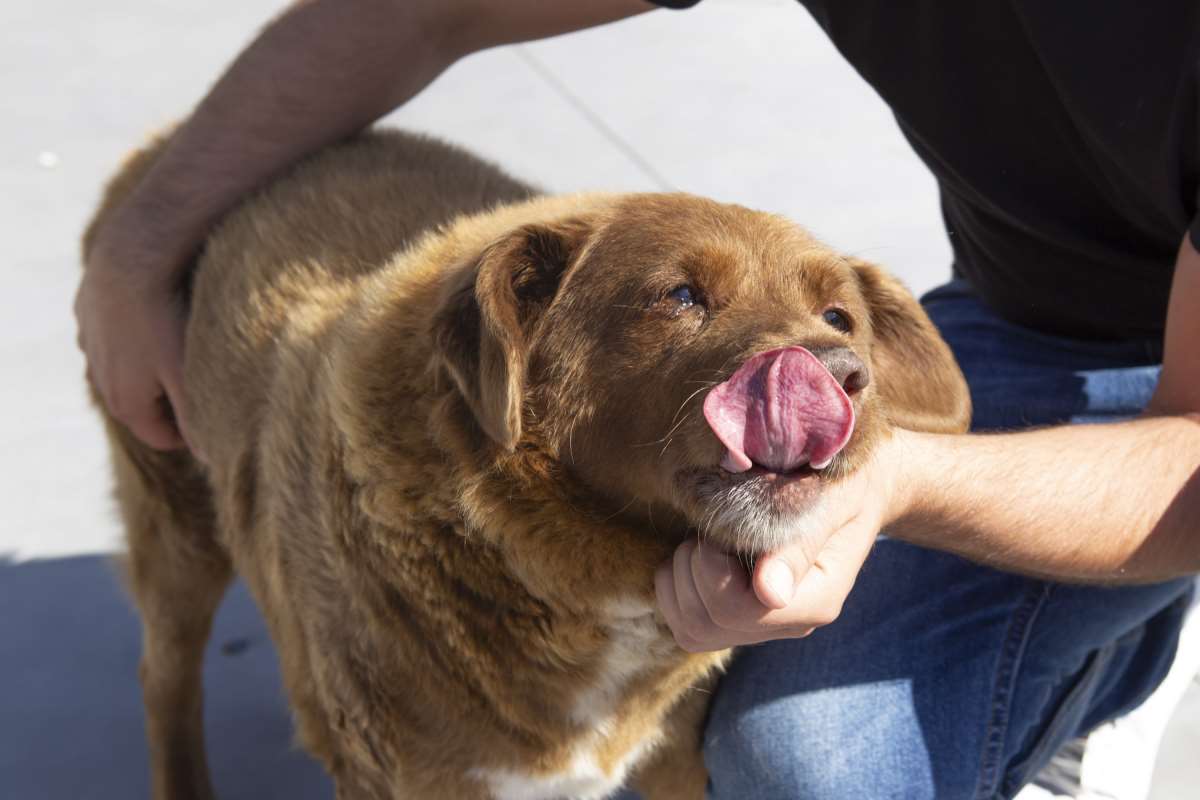 Dünyanın en yaşlı köpeği Portekiz'de yaşıyor