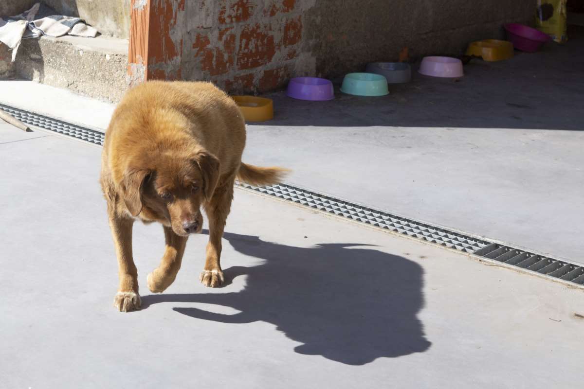 Dünyanın en yaşlı köpeği Portekiz'de yaşıyor