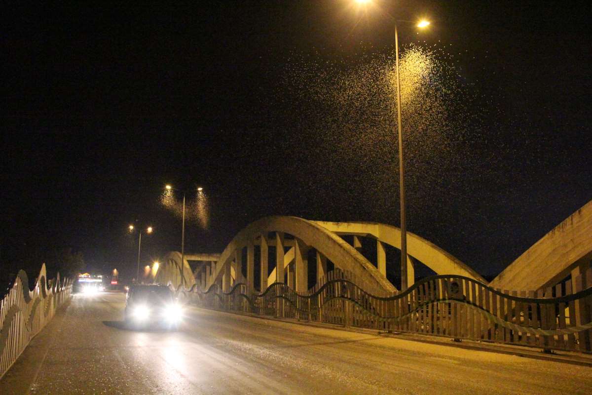 Sakarya'da "ölüm uçuşu" başladı