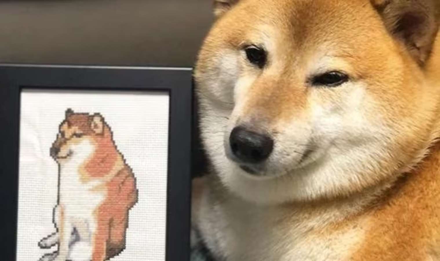 'İnternet meme'lerinin ünlü köpeği 'Cheems Balltze' hayatını kaybetti