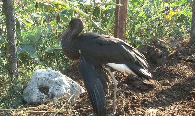 Arnavutköy'de yaralanan kara leyleğin göç yolculuğu yarıda kaldı