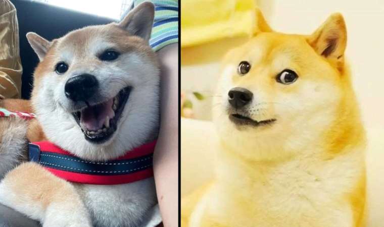 'İnternet meme'lerinin ünlü köpeği 'Cheems Balltze' hayatını kaybetti