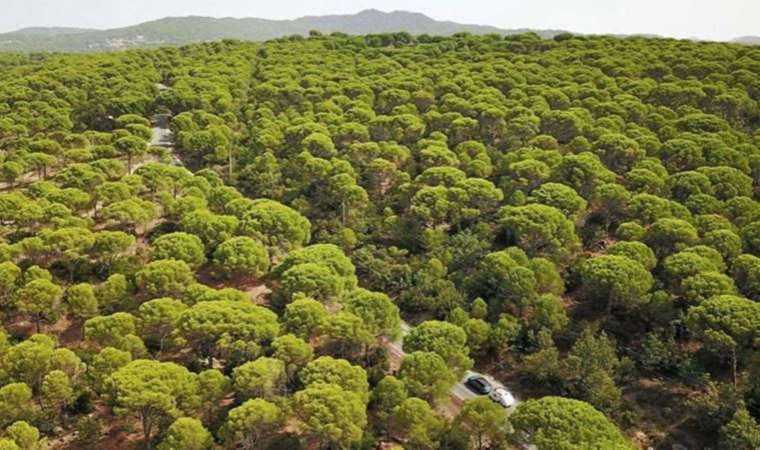 Akbelen Ormanı'ndan sonra şimdi de Kozak Yaylası'nda doğayı katledecekler