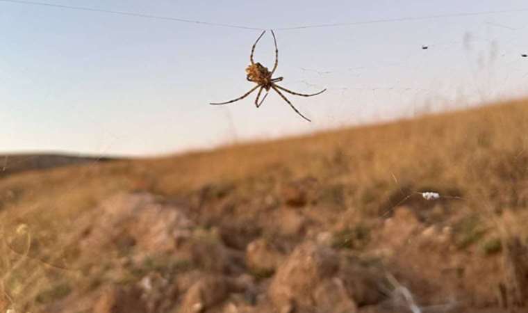 Dünyanın en zehirli örümceklerinden.... 'Argiope lobata' o ilde görüldü!