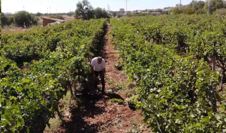 3 dönüm bağdan 8 ton çıktı, 240 bin liraya sattı! Kırıkkale’nin Delice beyazı...