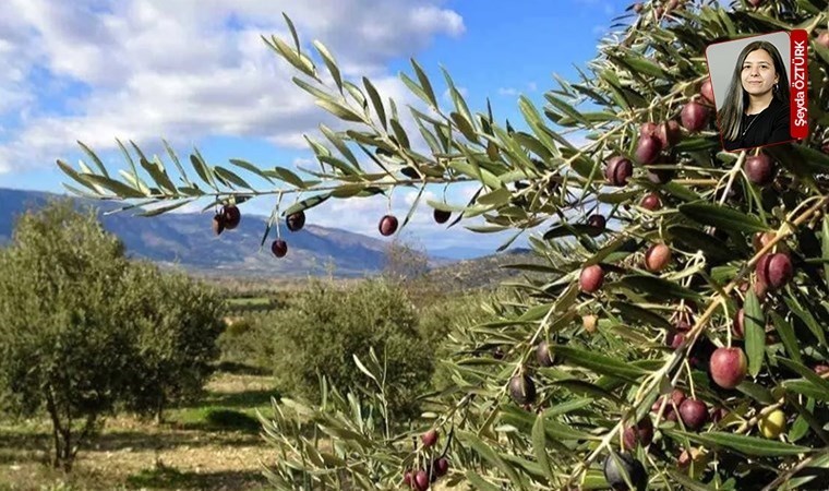 Ulaştırma ve Altyapı Bakanlığı'nın Hatay’daki projesine onay çıktı: Zeytinliklere kıyacaklar!