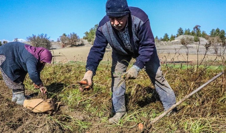 Acıpayam'da hasat başladı! İsmini mahallenin adından alıyor: A vitamini deposu