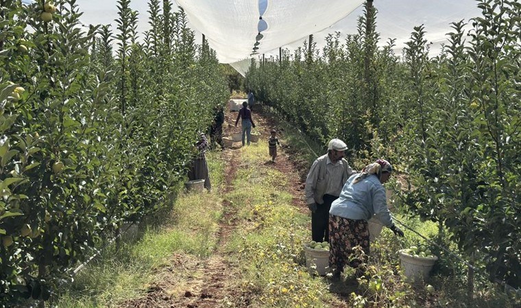 Doğanşehir'de hasat başladı: Tarlada 10, markette 40 TL