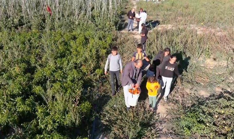 Markette sebzeleri pahalı bulan yurttaş soluğu tarlalarda aldı: 'Çarşıyla arasında aşırı derecede fiyat farkı var'