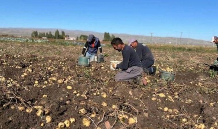 Kars'ta kışın habercisi hasat başladı: Çuvallar doldu taştı