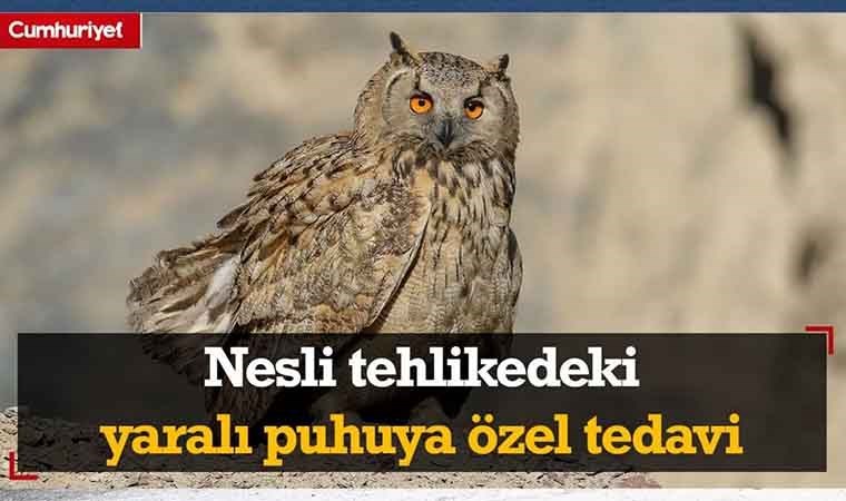 Nesli tehlikedeki yaralı puhuya özel tedavi