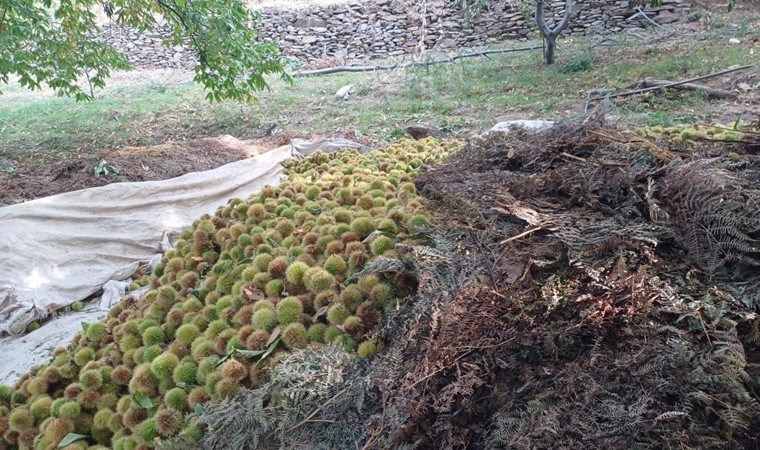 Köşk'te hasat devam ediyor: Bir bahçeden 2 ton ürün alınıyor...