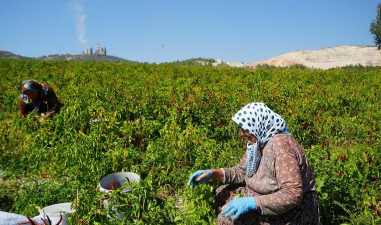 160 yıldır aynı tohumdan üretiliyor! Köyün tescilli lezzeti...