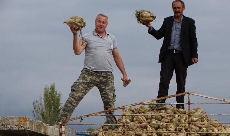 Hisarcık'ta hasat başladı: Rekoltenin 2 bin ton civarında olması bekleniyor...