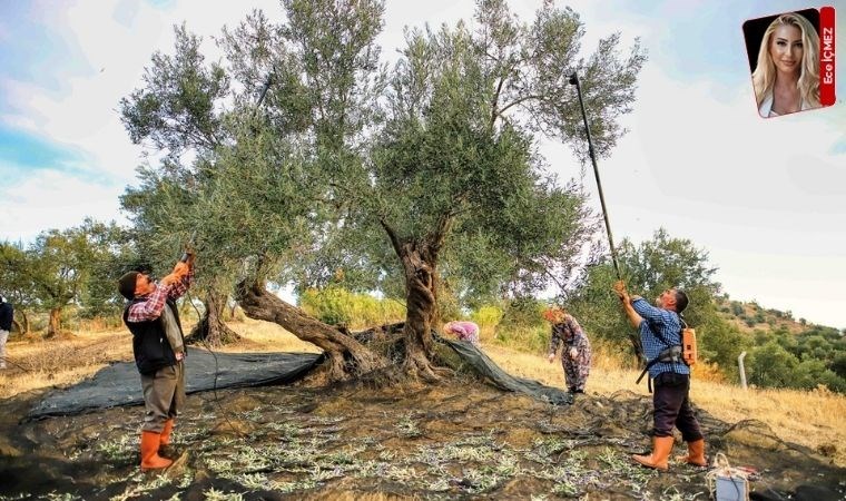 Rekolte düşüşü ve maliyetler üreticiyi zorluyor