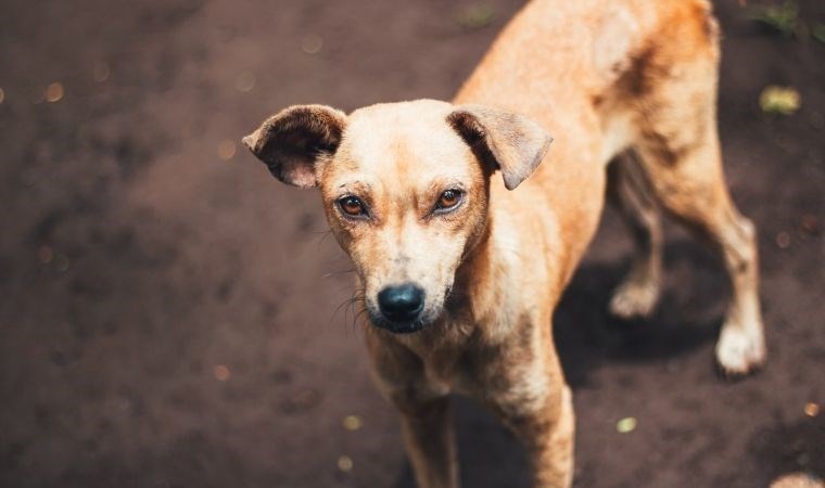 Ankara'da 7 köpek ölü bulundu