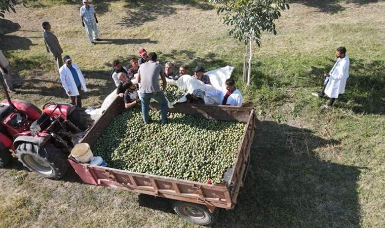 Erzincan'da çorak arazileri diktiği 35 bin fidanla yeşertti! 35 ton rekolte bekleniyor...