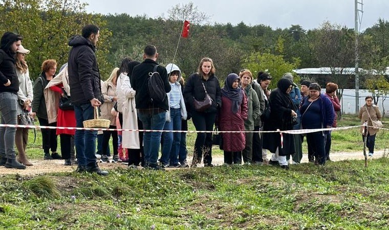 Dünyanın en pahalı baharatını görmek için tarlalara akın ediyorlar