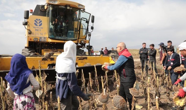 Ağrı'nın bereketleri topraklarında yetişti: 10 bin ton verim bekleniyor