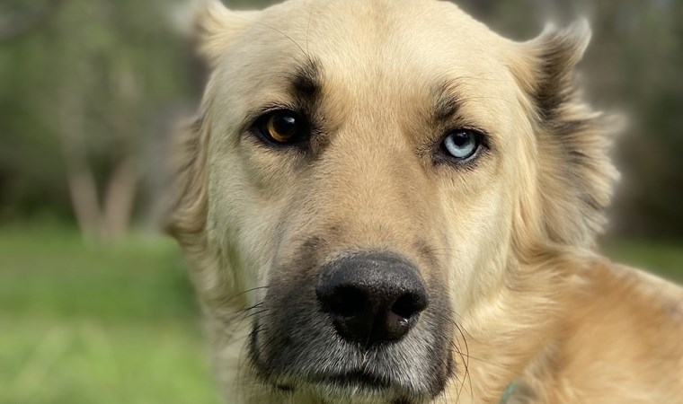 Kaplanların peşinden koşan köpekler