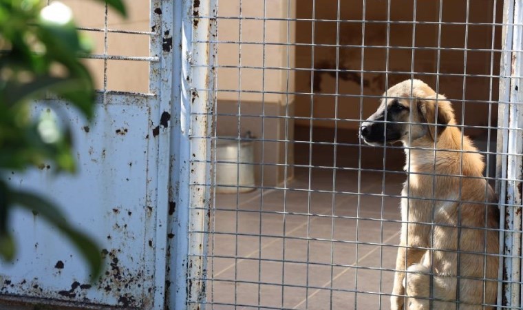 Barınakta 'öldü' denilen köpeğin uyuduğu ortaya çıktı: 'Aşağılıkça!'