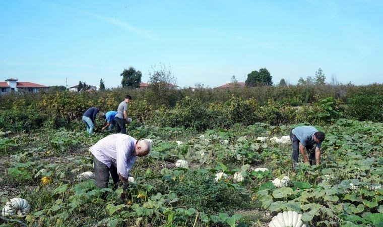 Sakarya'da 'elmas' hasadı: Tarladan sofraya lezzet yolculuğu