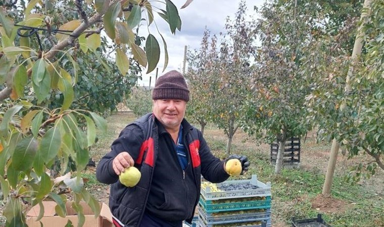 Sungurlu'da hasat başladı: Her ağaçtan 25 kilogram ürün alınıyor...