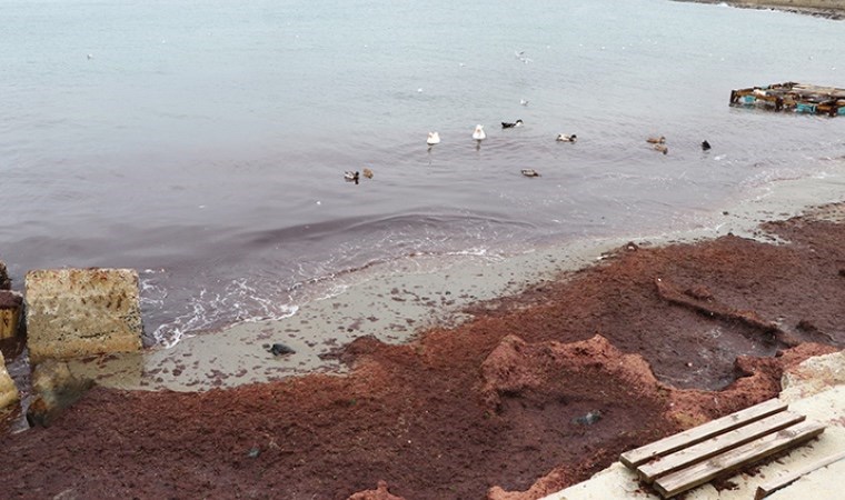 Tekirdağ'da sahiller kırmızıya döndü