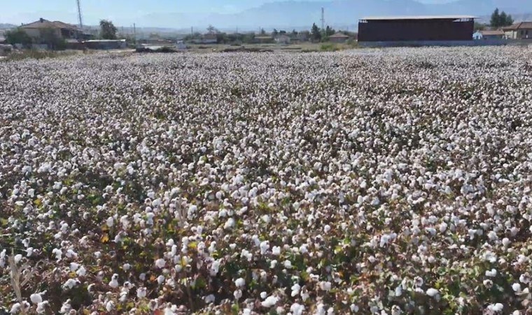 Denizli’de beyaz altın hasadı başladı! 12 bin hektar alanda ekildi...