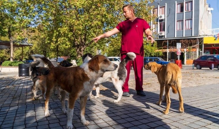 İzmir’de sahipsiz köpeklerin sayımı başladı