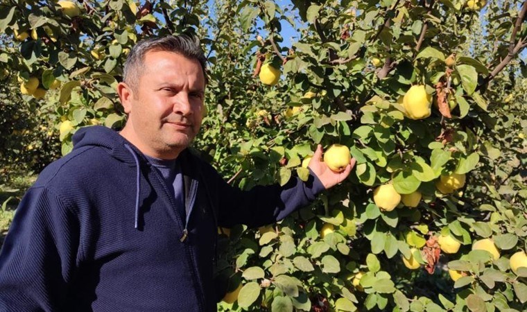 Denizli'de hasat ediliyor: Fabrikalara 3 TL'den satılıyor...