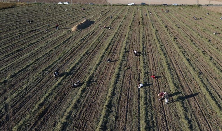 Kilosu 150 TL'den satılan mahsulü bedavaya verdi! Vatandaş tarlaya akın etti...