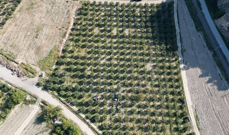 Osmaneli'de hasat devam ediyor: 12 bin ton rekolte bekleniyor