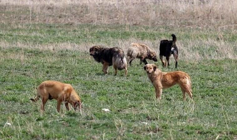 ‘Ötenazi ile hayvan sayısı azaltılamaz’