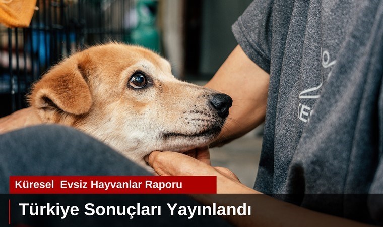 Mars Petcare ve Royal Canin, “Evsiz Hayvanlar Raporu” aracılığıyla  sevgi dolu bir yuvaya erişemeyen hayvanların durumunu mercek altına alıyor