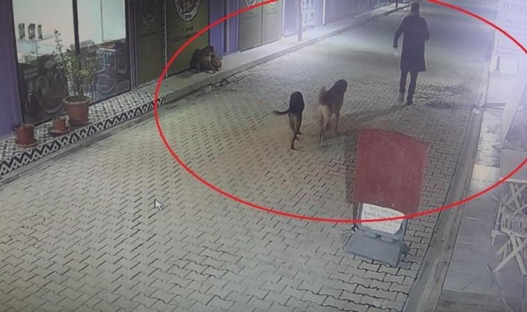 Hatay'da vahşet: İş yerinin kapısını açıp kedileri köpeklerine parçalattı