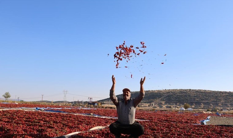 Kahramanmaraş'ta en acı hasat: Üretim 50 bin ton