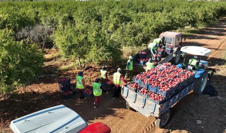 Şanlıurfa'da 13 bin dekarda üretiliyor! Dünyaya ihraç ediliyor...