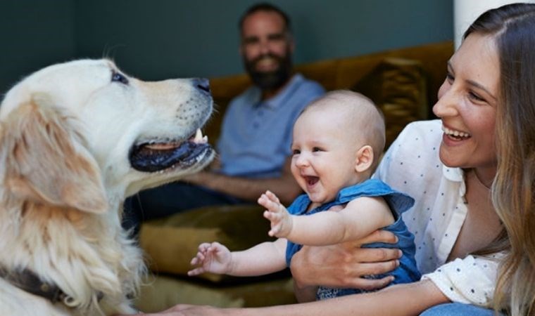 Çocuklarınız ve sizin için yeni bir dost! Küçük evler için ideal 7 aile dostu köpek cinsi