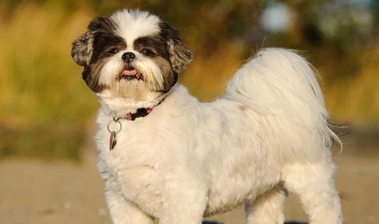 Çocuklarınız ve sizin için yeni bir dost! Küçük evler için ideal 7 aile dostu köpek cinsi