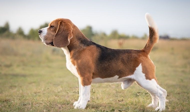 Çocuklarınız ve sizin için yeni bir dost! Küçük evler için ideal 7 aile dostu köpek cinsi