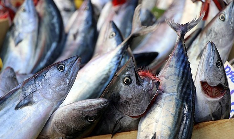 Karadeniz'de palamut avı devam ediyor: Palamut fiyatları 100 liranın da altına indi...