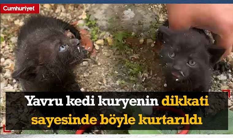 Yavru kedi kuryenin dikkati sayesinde böyle kurtarıldı