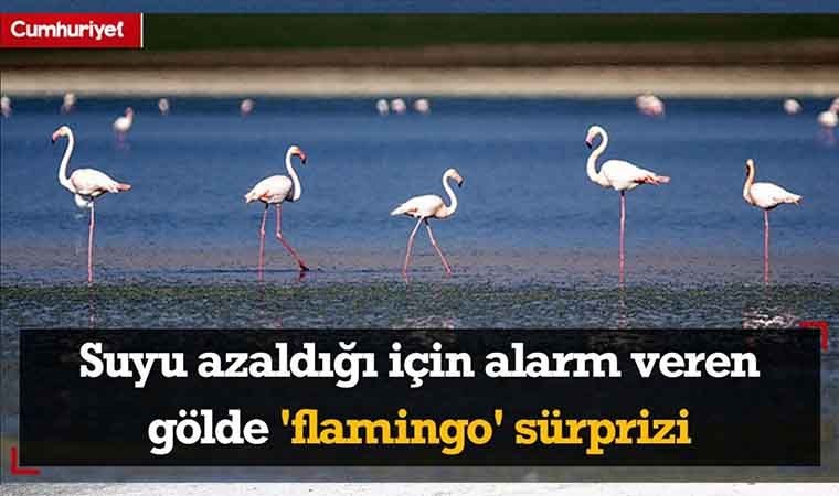 Suyu azaldığı için alarm veren gölde 'flamingo' sürprizi